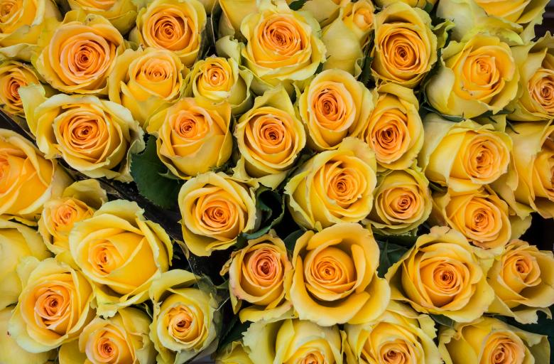 Free stock image of Yellow roses created by Luka