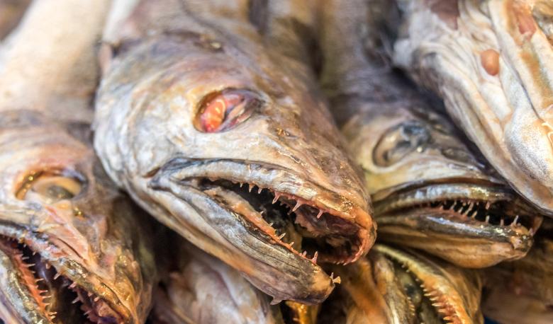 Free stock image of fish close up created by Luka