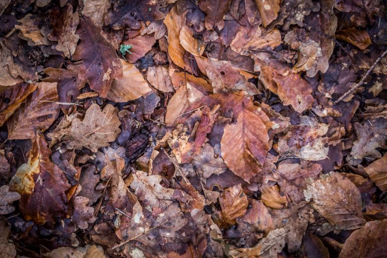 Free stock image of Background group autumn orange leaves created by Luka