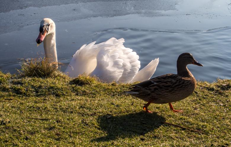 Free stock image of white swan and duck created by Luka