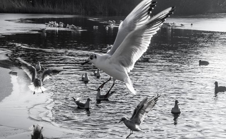 Free stock image of Seagulls flying created by Luka