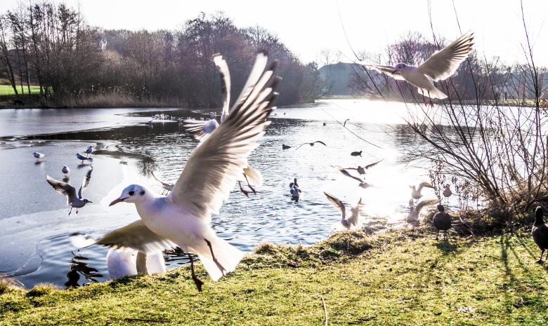 Free stock image of Seagulls flying created by Luka