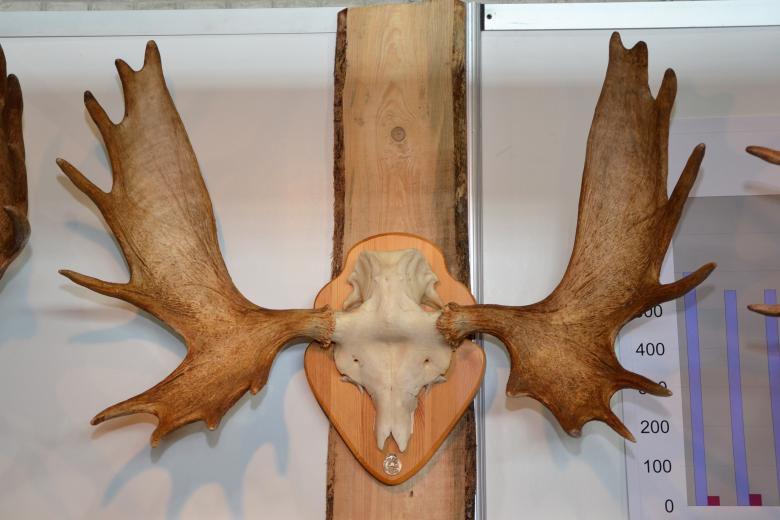 Free stock image of Moose trophy skull created by Tomas Adomaitis