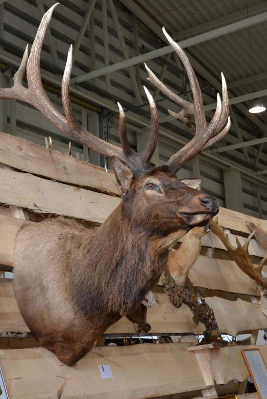 Free stock image of Deer trophy head created by Tomas Adomaitis