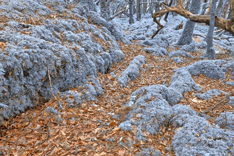 Free stock image of Sapphire Forest - HDR created by Nicolas Raymond