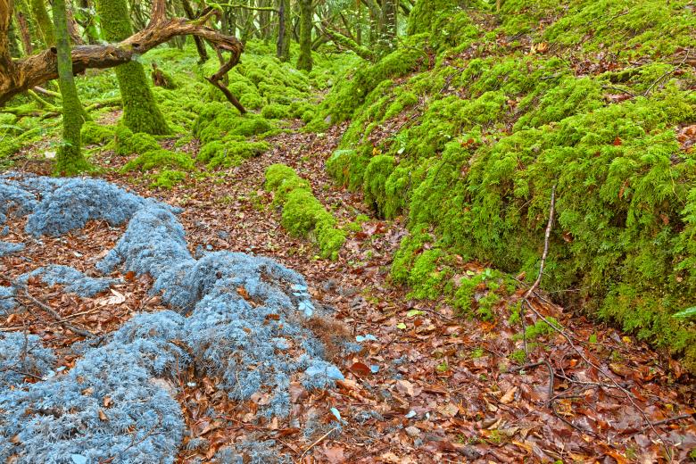 Free stock image of Bejewelled Forest - HDR created by Nicolas Raymond