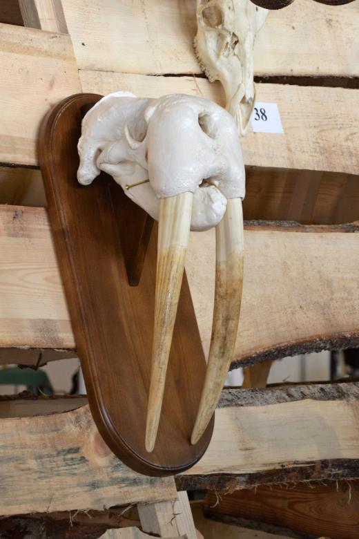 Free stock image of Walrus skull created by Tomas Adomaitis
