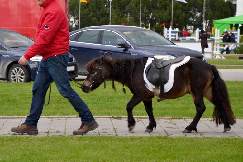 Free stock image of Pony created by Tomas Adomaitis