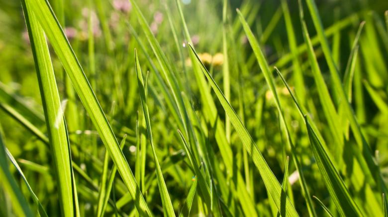 Free stock image of Grass created by Mili Vigerova