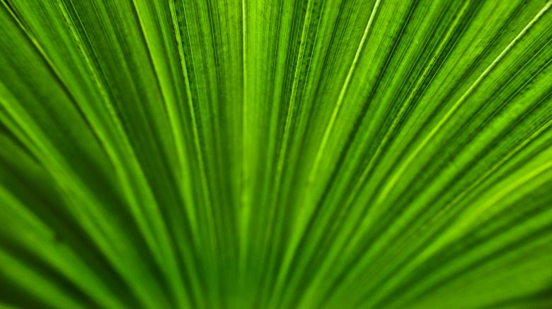 Free stock image of Palm leaf texture created by Mili Vigerova