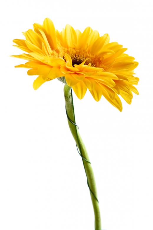 Free stock image of Yellow Gerbera created by 2happy