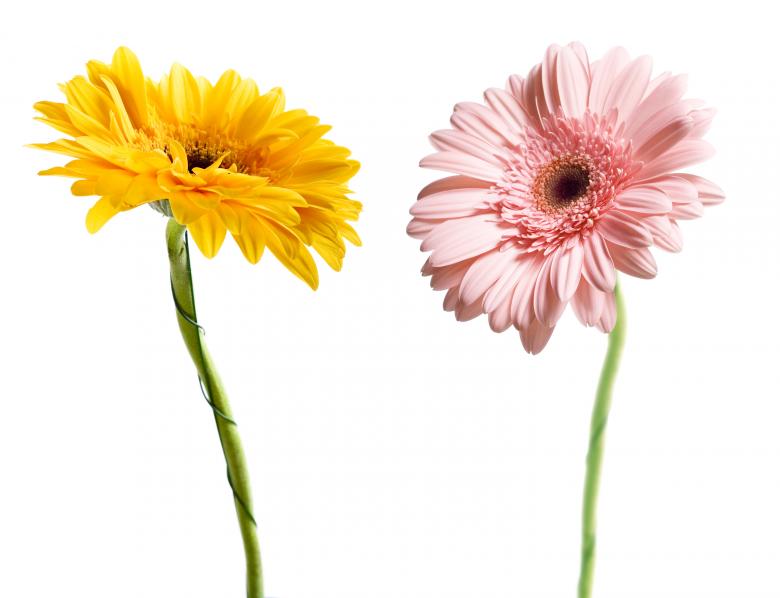 Free stock image of Gerberas created by 2happy