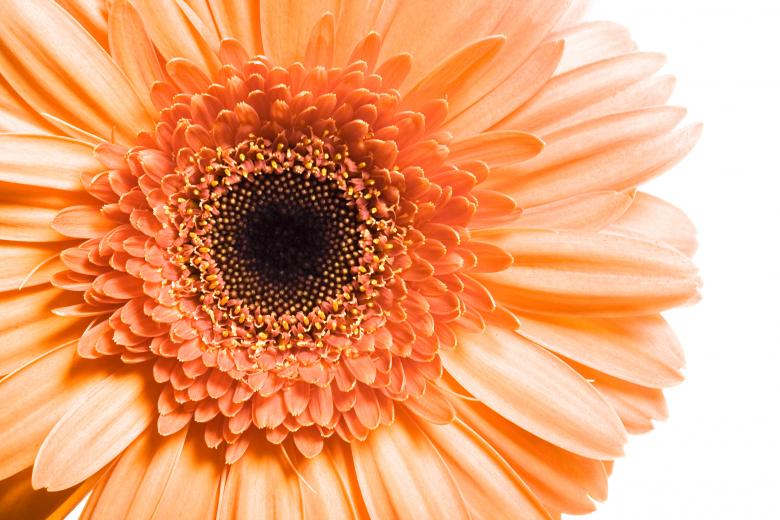 Free stock image of Gerbera Flower Closeup created by 2happy