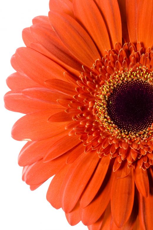 Free stock image of Red Gerbera created by 2happy