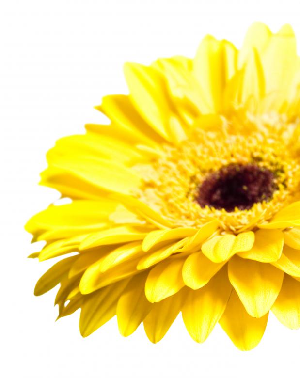 Free stock image of Yellow Gerbera Flower created by 2happy