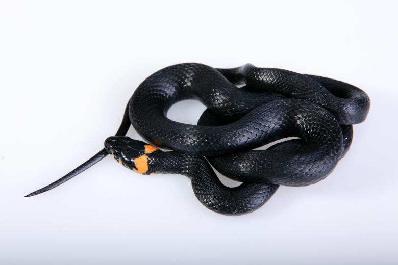 Free stock image of Grass-snake created by 2happy