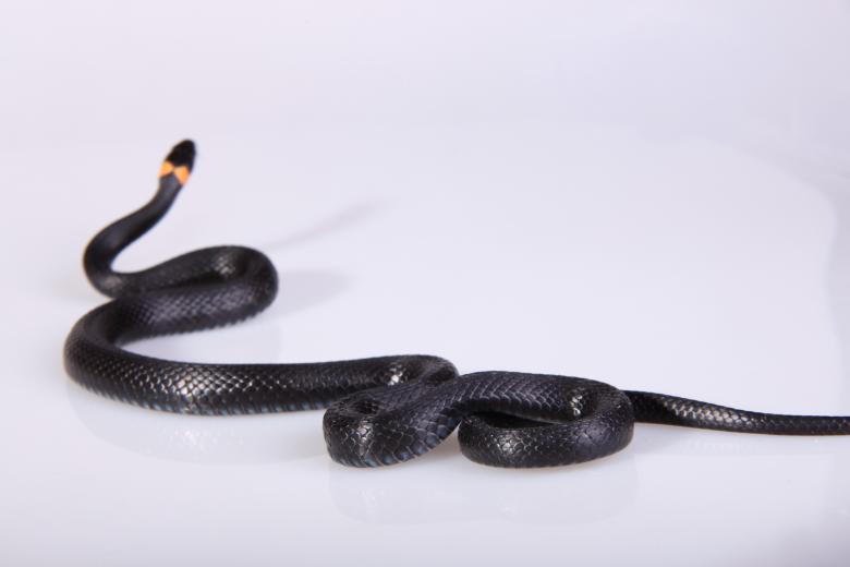 Free stock image of Grass-snake created by 2happy