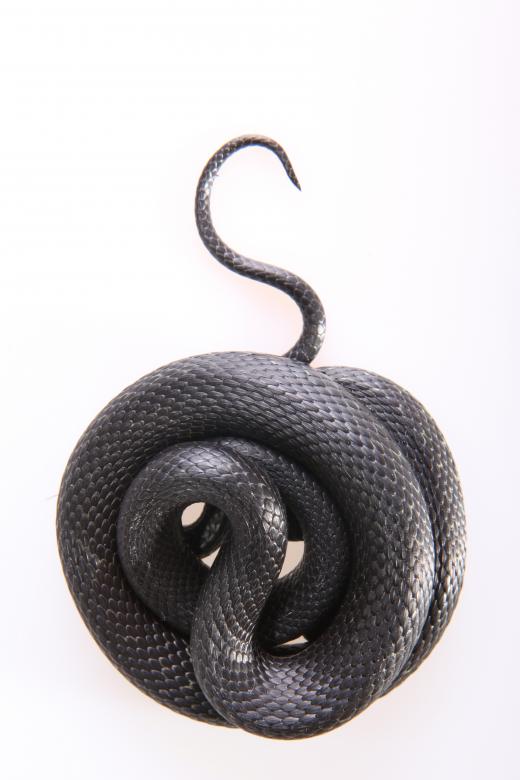 Free stock image of Grass-snake created by 2happy