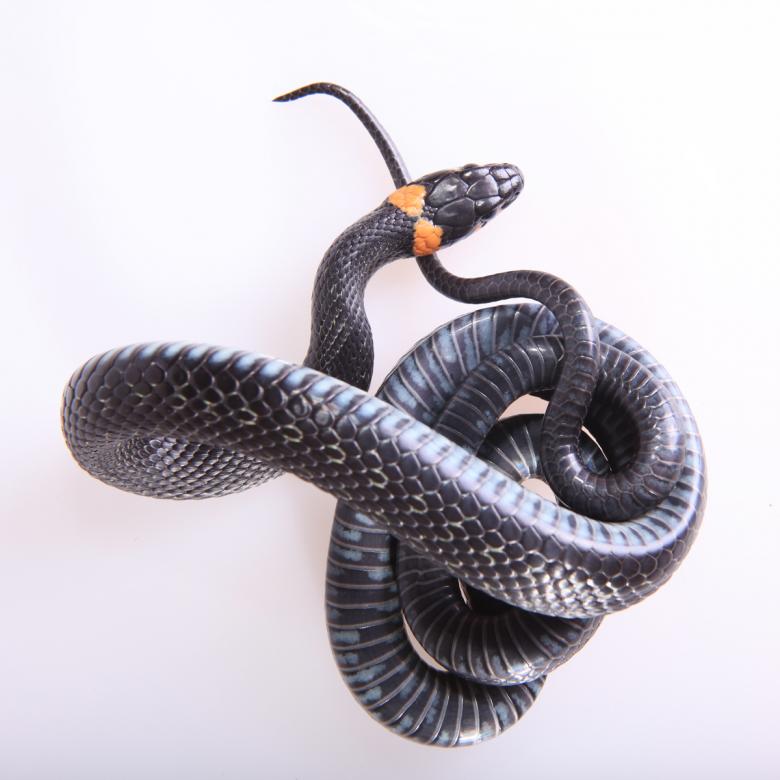 Free stock image of snake created by 2happy