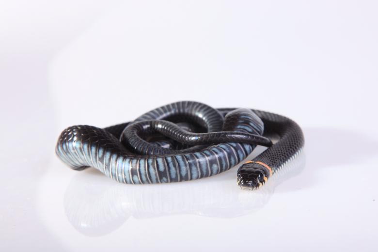Free stock image of Grass-snake created by 2happy