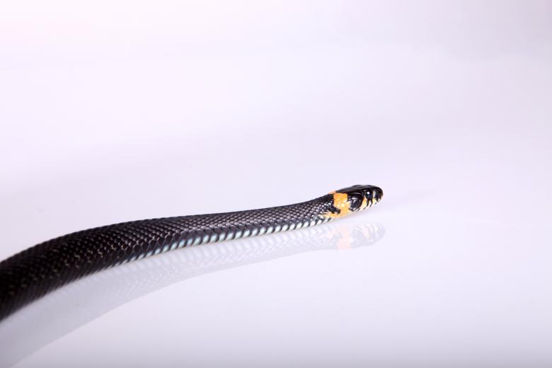 Free stock image of Grass-snake created by 2happy