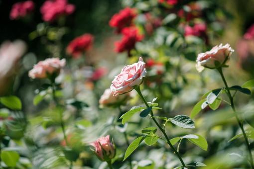 Roses