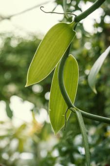 Green leaves