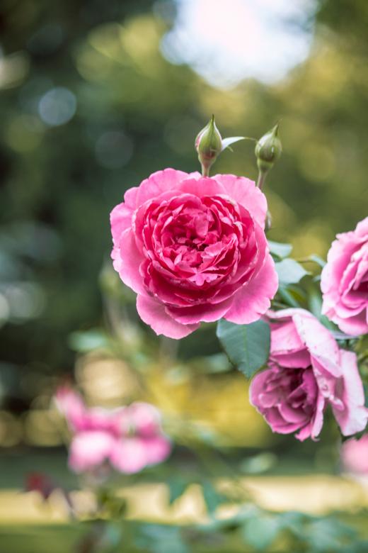 Free stock image of Pink rose flower created by Mili Vigerova
