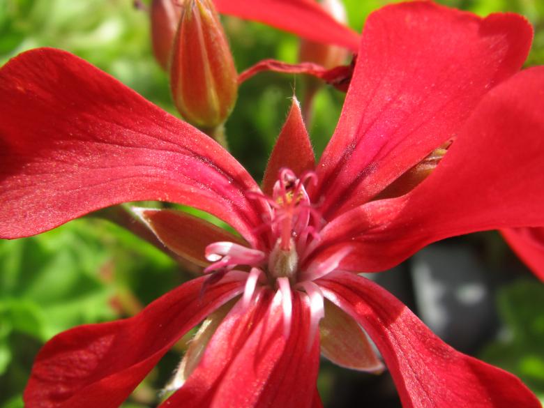 Free stock image of Red muscat flower created by Boris Kyurkchiev