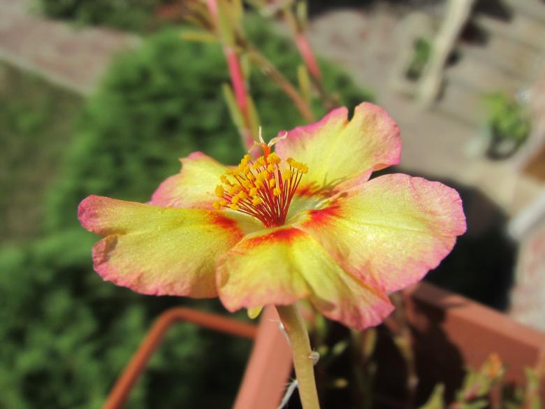 Free stock image of Yellow Portulaca grandiflora flower created by Boris Kyurkchiev