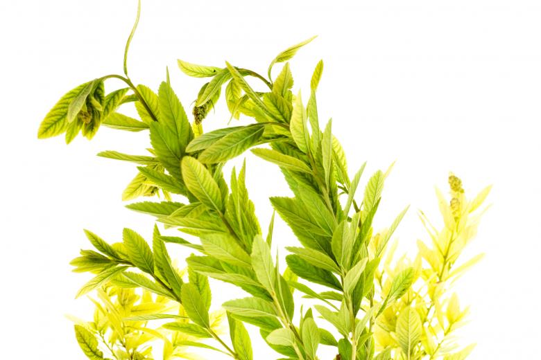 Free stock image of Plants created by 2happy
