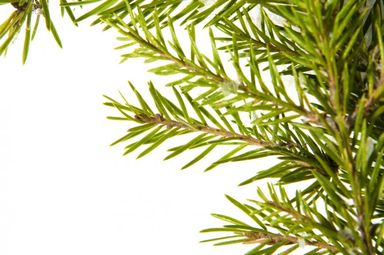Free stock image of Fir branch. created by 2happy