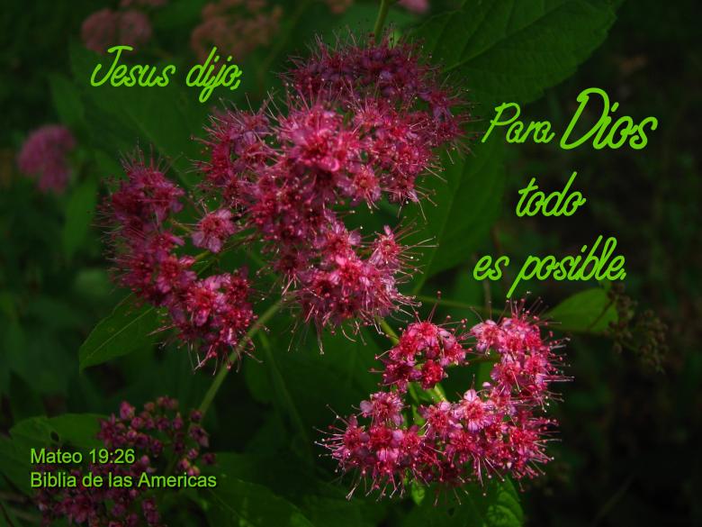 Free stock image of Todo es Posible para Dios created by DFNatureAwed