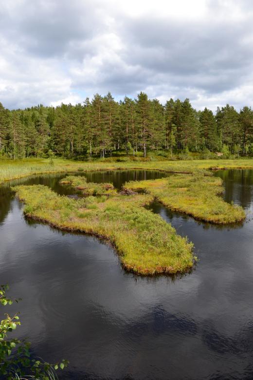Free stock image of Swampy lake islands created by Tomas Adomaitis