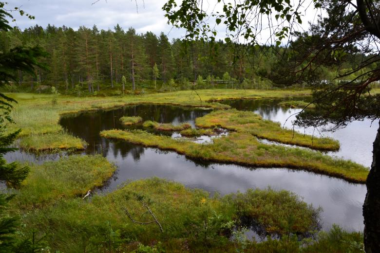 Free stock image of Forest lake created by Tomas Adomaitis