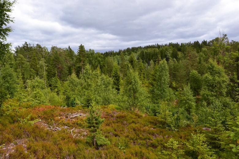 Free stock image of Forest in Norway created by Tomas Adomaitis