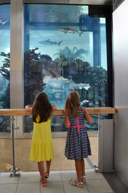 Free stock image of Saltwater aquarium created by Tomas Adomaitis