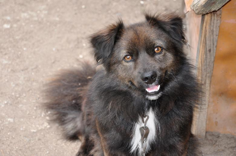 Free stock image of Friendly dog created by Tomas Adomaitis
