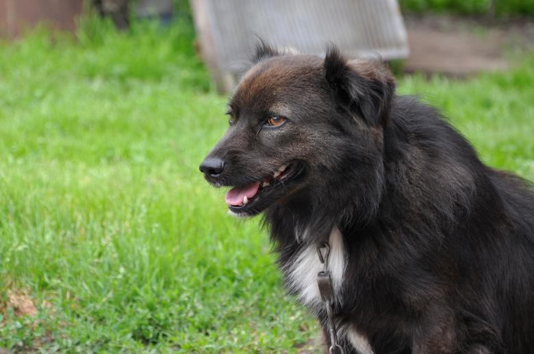 Free stock image of Black dog created by Tomas Adomaitis