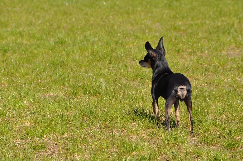 Free stock image of Toy terrier created by Tomas Adomaitis