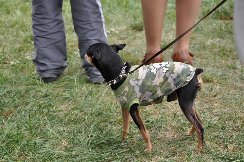 Free stock image of Small dog created by Tomas Adomaitis