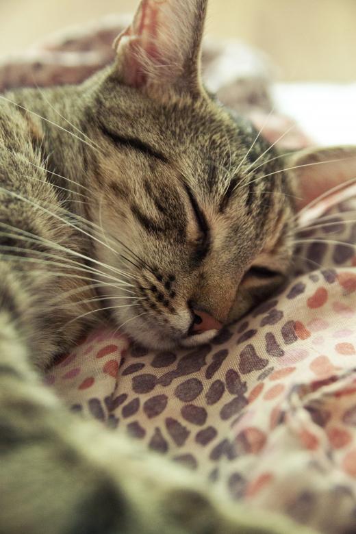 Free stock image of Seeping cat created by Mili Vigerova