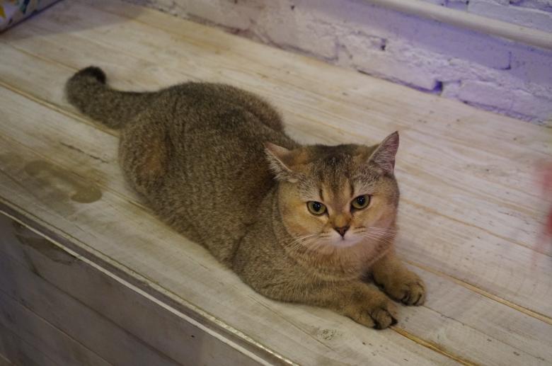 Free stock image of British Shorthair Cat created by Hedwig Pinguinalité