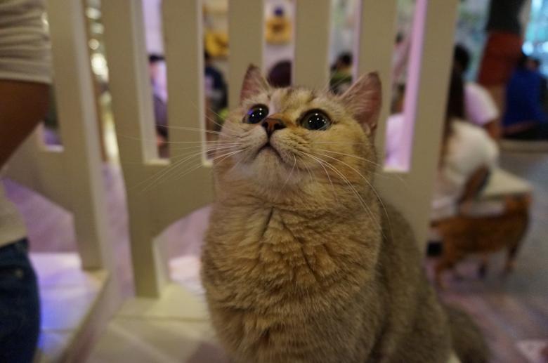 Free stock image of British Shorthair created by Hedwig Pinguinalité