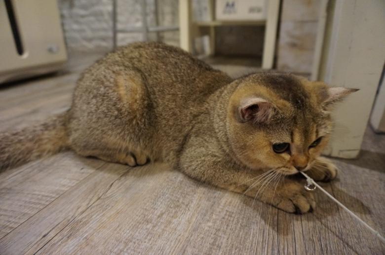 Free stock image of British Shorthair Playing created by Hedwig Pinguinalité