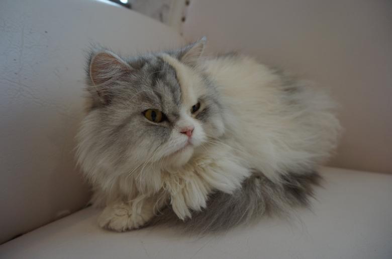 Free stock image of Beautiful cat created by Hedwig Pinguinalité