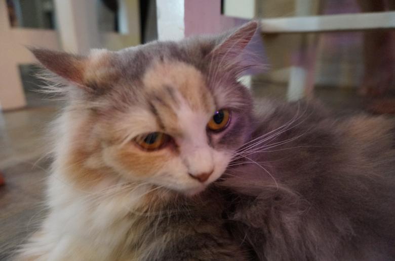 Free stock image of Beautiful cat created by Hedwig Pinguinalité