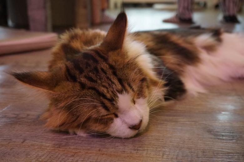 Free stock image of Beautiful sleeping cat created by Hedwig Pinguinalité