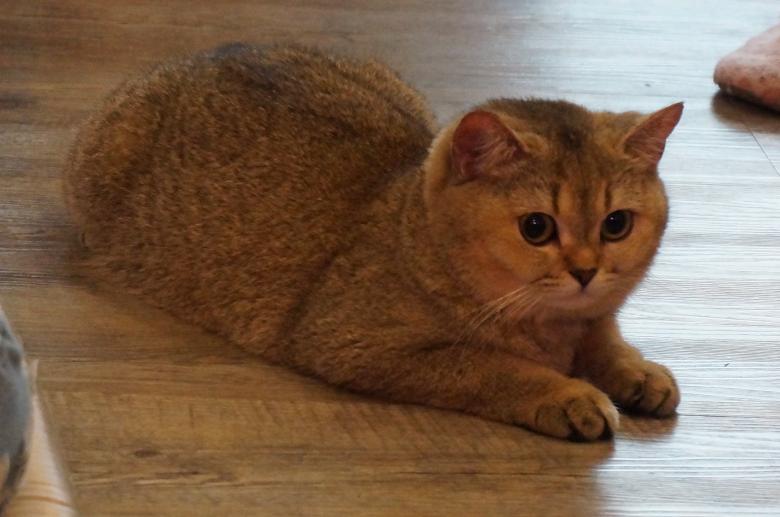 Free stock image of British Shorthair created by Hedwig Pinguinalité