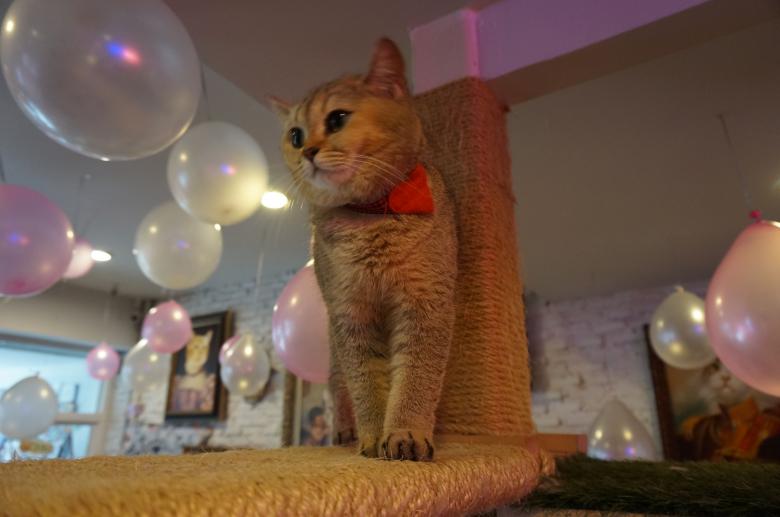 Free stock image of British Shorthair created by Hedwig Pinguinalité